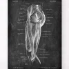 Beinmuskeln Anatomie - Chalkboard | Codex Anatomicus Sale
