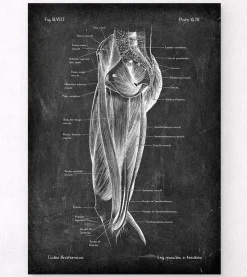 Beinmuskeln Anatomie - Chalkboard | Codex Anatomicus Sale