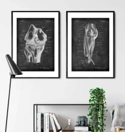 Beinmuskeln Anatomie - Chalkboard | Codex Anatomicus Sale