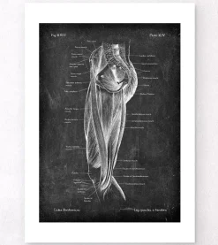 Beinmuskeln Anatomie - Chalkboard | Codex Anatomicus Sale