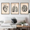 Bestseller 3er Set - Vintage | Codex Anatomicus New