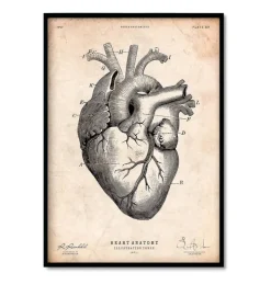 Bestseller 3er Set - Vintage | Codex Anatomicus New