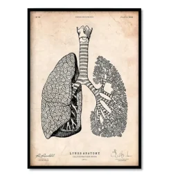 Bestseller 3er Set - Vintage | Codex Anatomicus New