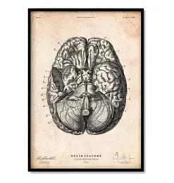 Bestseller 3er Set - Vintage | Codex Anatomicus New