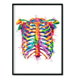 Bestsellers 3er Set - Aquarelle | Codex Anatomicus Best