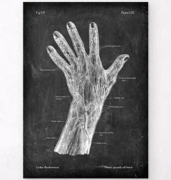 Blutgefäße der Hand - Chalkboard | Codex Anatomicus Outlet