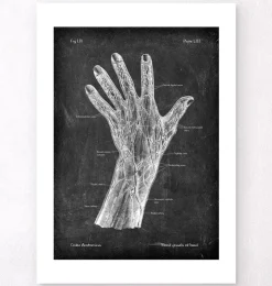 Blutgefäße der Hand - Chalkboard | Codex Anatomicus Outlet