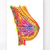 Brust Anatomie - Aquarell | Codex Anatomicus Best