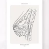 Brust Anatomie - Line-Art | Codex Anatomicus Online