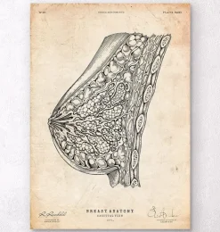 Brustanatomie I | Codex Anatomicus Online