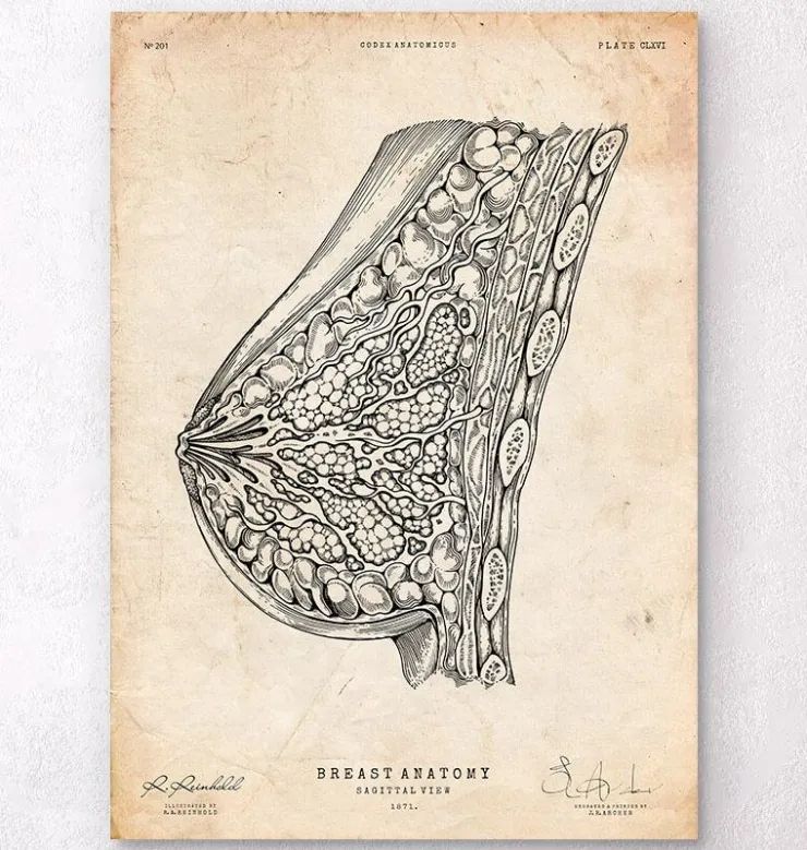 Brustanatomie I | Codex Anatomicus Online