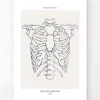 Brustkorb Anatomie - Anatomie Art | Codex Anatomicus Online