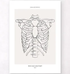Brustkorb Anatomie - Anatomie Art | Codex Anatomicus Online