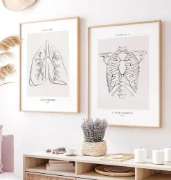 Brustkorb Anatomie - Anatomie Art | Codex Anatomicus Online