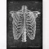 Brustkorb Anatomie - Chalkboard | Codex Anatomicus Discount