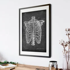 Brustkorb Anatomie - Chalkboard | Codex Anatomicus Discount
