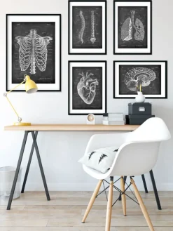 Brustkorb Anatomie - Chalkboard | Codex Anatomicus Discount