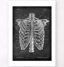 Brustkorb Anatomie - Chalkboard | Codex Anatomicus Discount