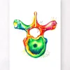 Brustwirbel Anatomie - Aquarell | Codex Anatomicus Best