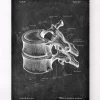 Brustwirbel Anatomie - Chalkboard | Codex Anatomicus New