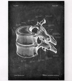 Brustwirbel Anatomie - Chalkboard | Codex Anatomicus New