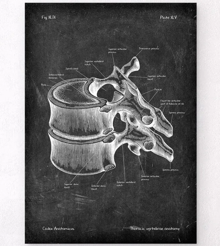 Brustwirbel Anatomie - Chalkboard | Codex Anatomicus New