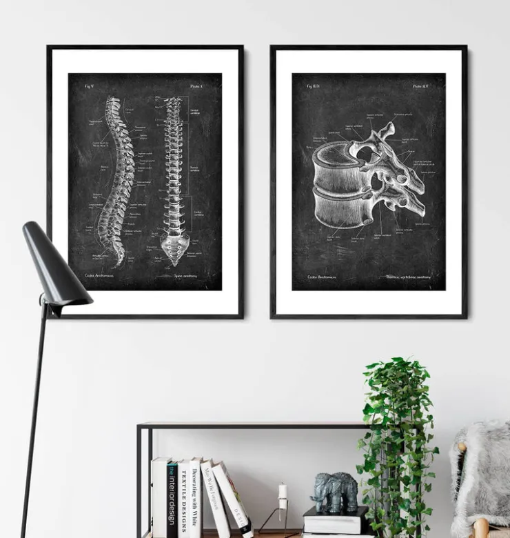 Brustwirbel Anatomie - Chalkboard | Codex Anatomicus New