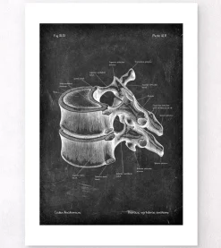 Brustwirbel Anatomie - Chalkboard | Codex Anatomicus New