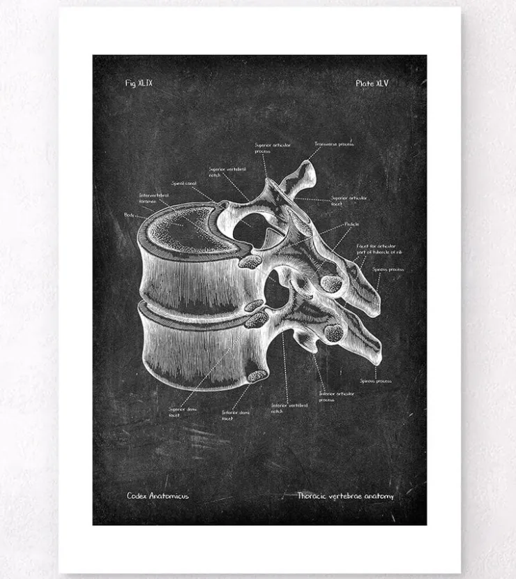 Brustwirbel Anatomie - Chalkboard | Codex Anatomicus New