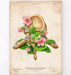 Brustwirbel Anatomie - Floral - Vintage | Codex Anatomicus Outlet