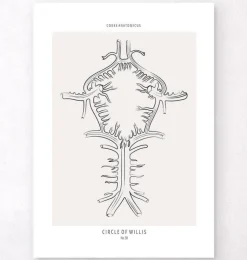 Circulus arteriosus - Line-art | Codex Anatomicus Hot