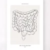 Darm Anatomie - Line-Art | Codex Anatomicus Clearance