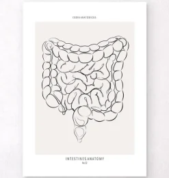 Darm Anatomie - Line-Art | Codex Anatomicus Clearance