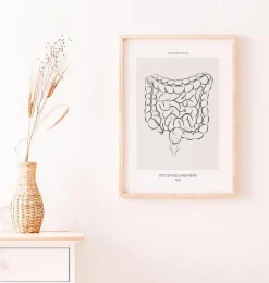 Darm Anatomie - Line-Art | Codex Anatomicus Clearance