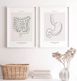 Darm Anatomie - Line-Art | Codex Anatomicus Clearance