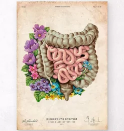 Darmanatomie - Floral - Vintage | Codex Anatomicus Clearance
