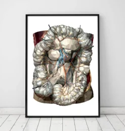 Darms Anatomie - Gometrischen | Codex Anatomicus New