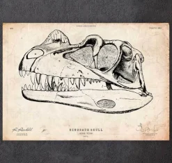 Dinosaurier schädel | Codex Anatomicus Clearance