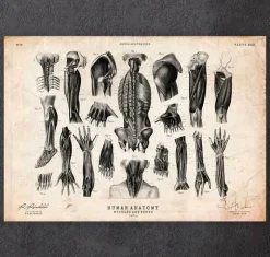 Druck der menschlichen Anatomie III | Codex Anatomicus Online
