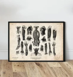 Druck der menschlichen Anatomie III | Codex Anatomicus Online