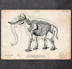 Elefanten Anatomie | Codex Anatomicus Fashion