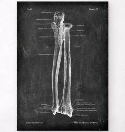 Elle und Speiche - Chalkboard | Codex Anatomicus Fashion