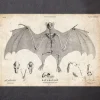 Fledermausanatomie | Codex Anatomicus Sale