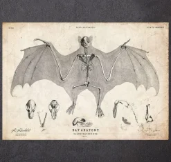 Fledermausanatomie | Codex Anatomicus Sale