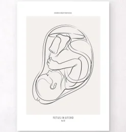 Fötus - Line-Art | Codex Anatomicus Best