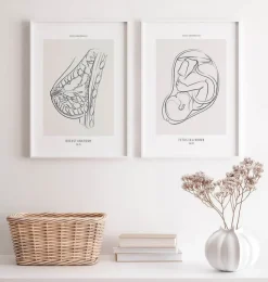 Fötus - Line-Art | Codex Anatomicus Best