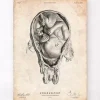 Fötus im Mutterleib | Codex Anatomicus Outlet