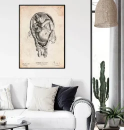 Fötus im Mutterleib | Codex Anatomicus Outlet