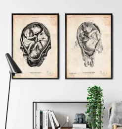 Fötus im Mutterleib | Codex Anatomicus Outlet