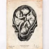 Fötus im Mutterleib II | Codex Anatomicus Sale